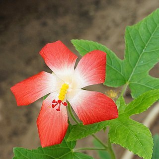 Abelmoschus sagittifolius unspecified picture