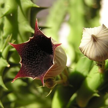 Huernia keniensis unspecified picture