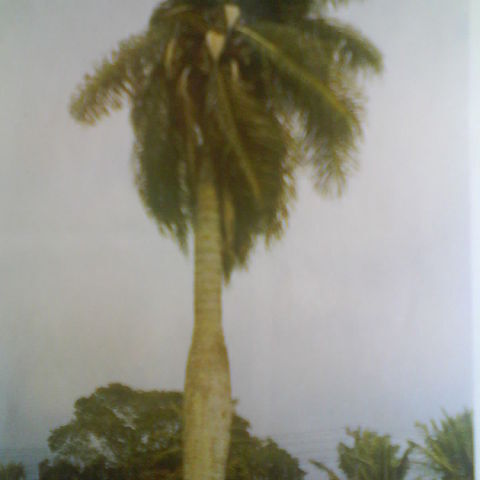 Acrocomia intumescens unspecified picture