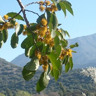 Azara unspecified picture