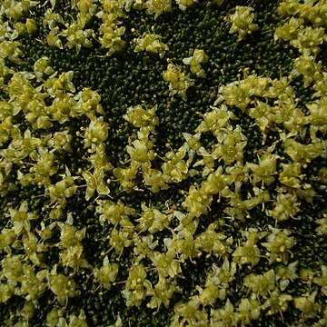 Azorella monantha unspecified picture