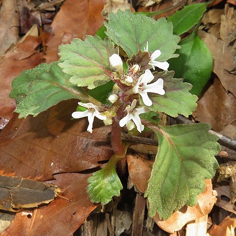 Ajuga yesoensis unspecified picture