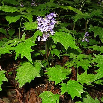 Ajuga incisa unspecified picture