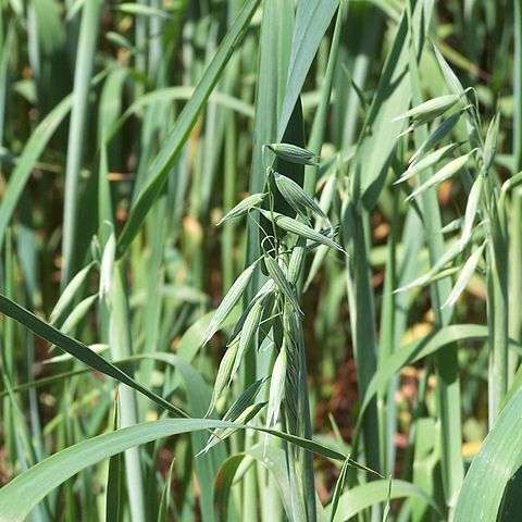 Avena unspecified picture