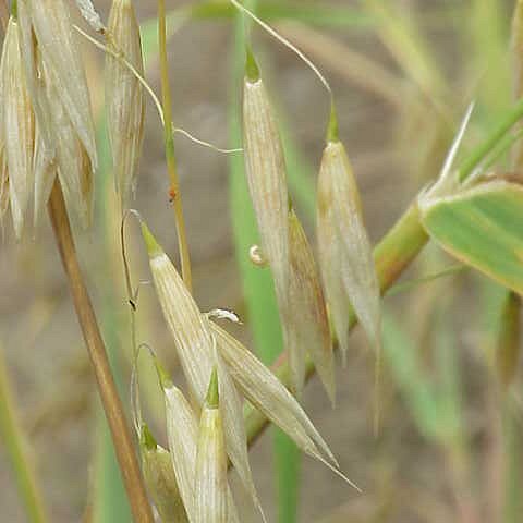 Avena nuda unspecified picture