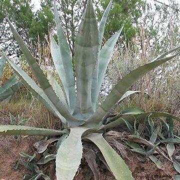 Agave salmiana unspecified picture