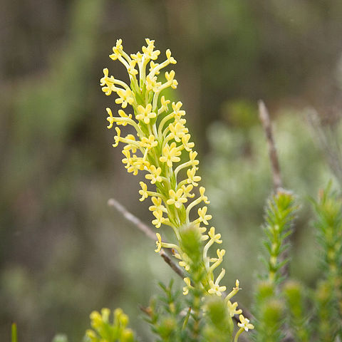 Agathelpis unspecified picture