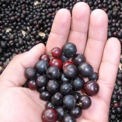 Vaccinium meridionale unspecified picture