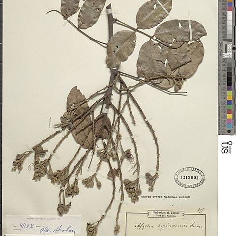 Afzelia bipindensis unspecified picture