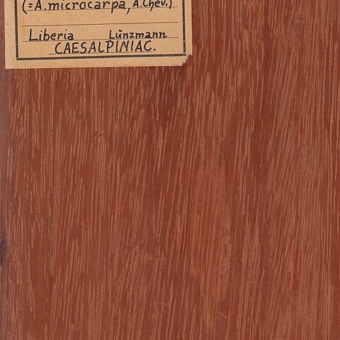 Afzelia bipindensis unspecified picture