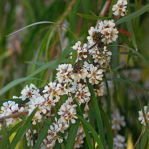 Agonis flexuosa unspecified picture