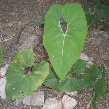 Anthurium rionegrense unspecified picture