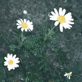 Anthemis ismelia unspecified picture