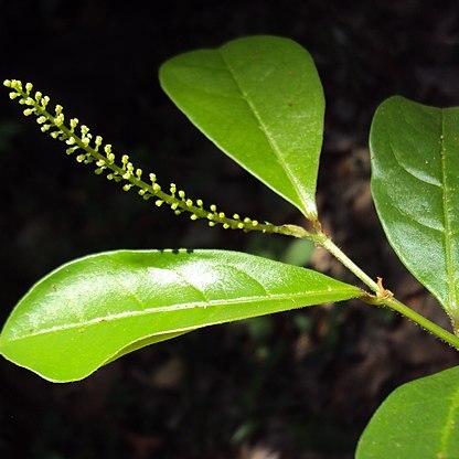 Antidesma acidum unspecified picture