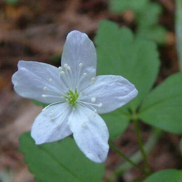 Anemone quinquefolia unspecified picture