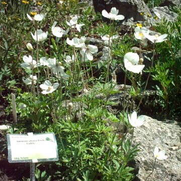 Anemone altaica unspecified picture