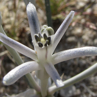Androstephium breviflorum unspecified picture