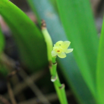 Angraecum patens unspecified picture