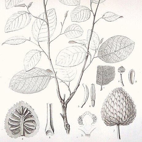 Annona bullata unspecified picture
