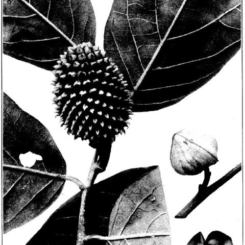 Annona jahnii unspecified picture