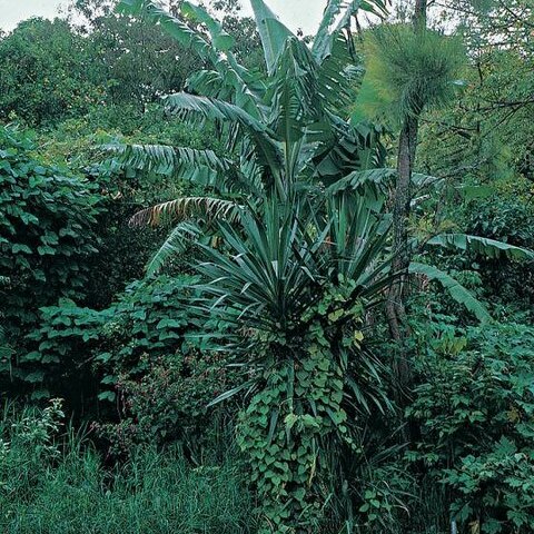 Yucca lacandonica unspecified picture