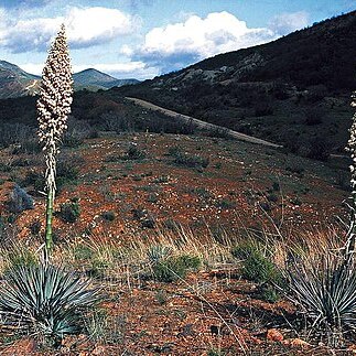 Hesperoyucca unspecified picture