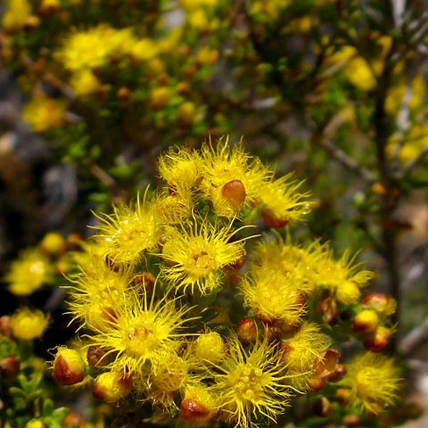 Verticordia acerosa unspecified picture