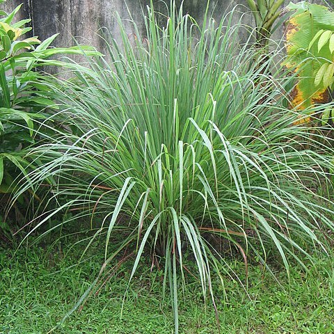 Cymbopogon unspecified picture