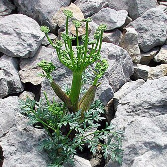 Xatardia scabra unspecified picture
