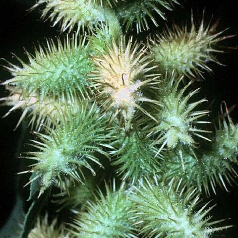 Xanthium unspecified picture