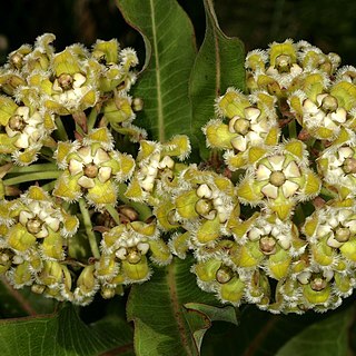Xysmalobium undulatum unspecified picture