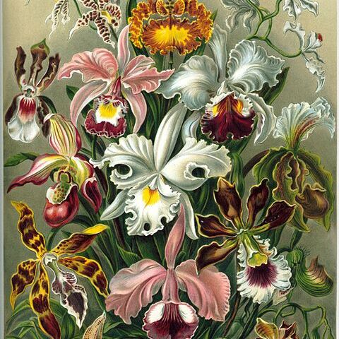 Orchidaceae unspecified picture
