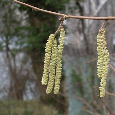 Corylus unspecified picture