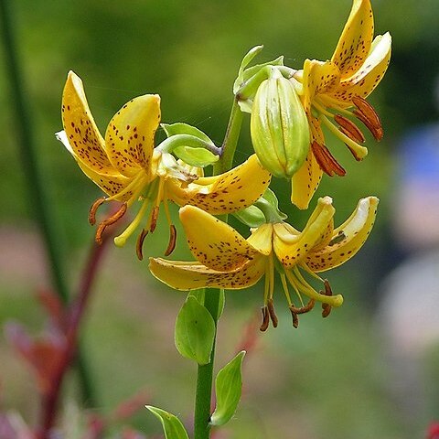 Lilium hansonii unspecified picture
