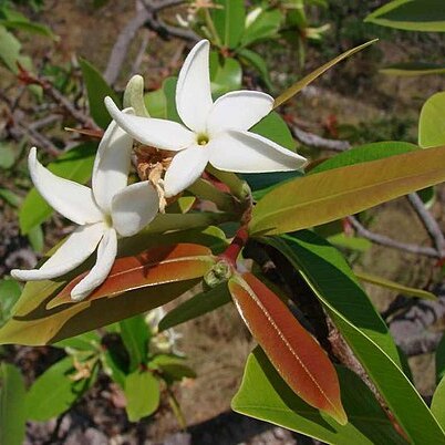 Hancornia speciosa unspecified picture