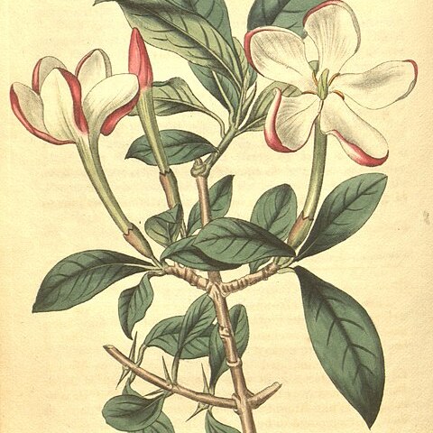 Hyperacanthus unspecified picture
