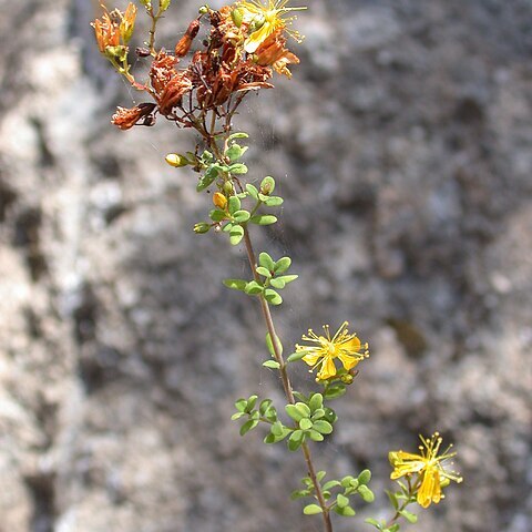 Hypericum humboldtianum unspecified picture