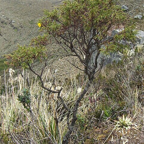 Hypericum myricariifolium unspecified picture
