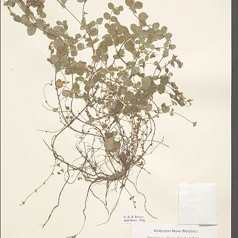 Hypericum athoum unspecified picture