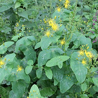 Hypericum bupleuroides unspecified picture