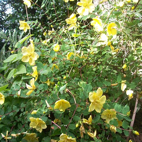 Hypericum bellum unspecified picture