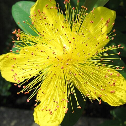 Hypericum japonicum unspecified picture