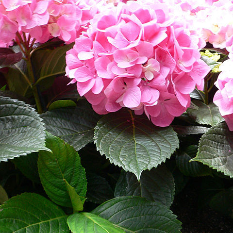 Hydrangeaceae unspecified picture