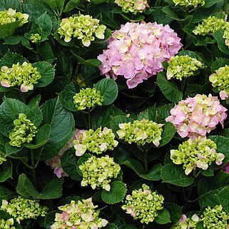 Hydrangea unspecified picture