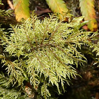 Hylocomium splendens unspecified picture