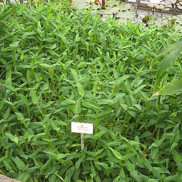 Hygroryza aristata unspecified picture