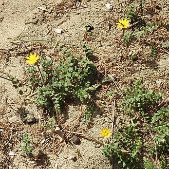 Hyoseris lucida unspecified picture