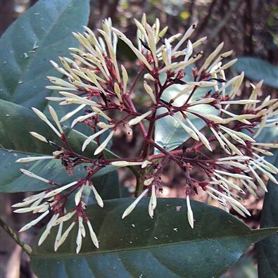 Ixora nigricans unspecified picture
