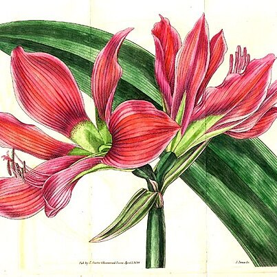 Hippeastrum aulicum unspecified picture