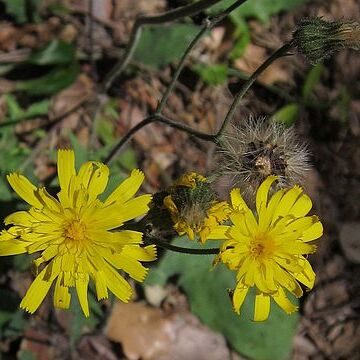 Hieracium unspecified picture
